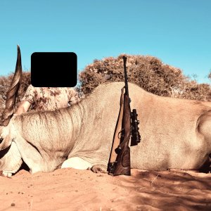 Eland Hunt Namibia