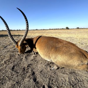 Red Lechwe Hunt Namibia