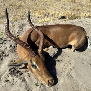 Impala Hunt Namibia