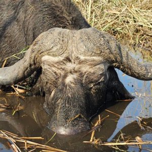 Buffalo Hunting Namibia