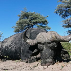 Buffalo Hunting Namibia