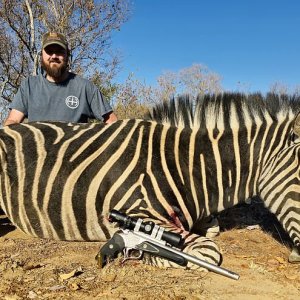 Zebra Hunt South Africa