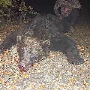 Brown Bear Hunt Romania