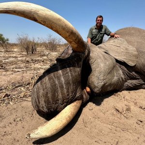 Elephant Bull Hunt Botswana