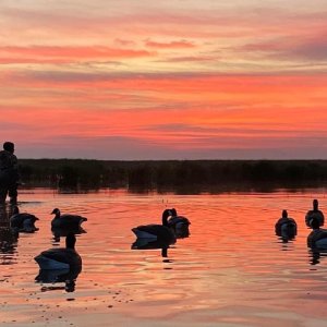 Duck Decoys