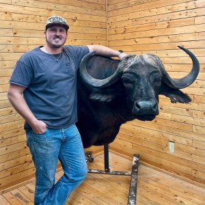 Buffalo Wall Pedestal Mount Taxidermy