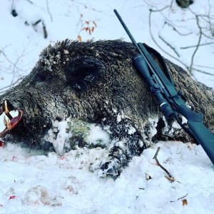 Wild Boar Hunt Romania