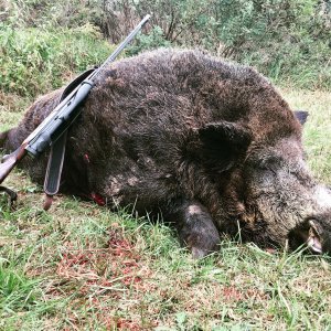 Wild Boar Hunt Romania