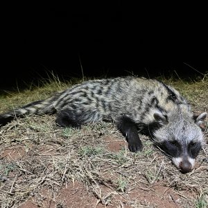 Civet Hunt South Africa