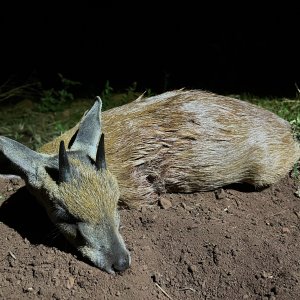 Grysbok Hunt South Africa