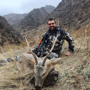 Siberian Roe Deer Hunt Kazakhstan