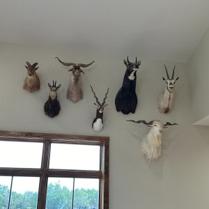 Trophy Room