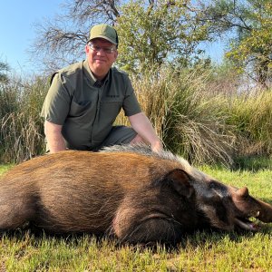 Bushpig Hunt South Africa