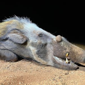 Bushpig Hunt South Africa