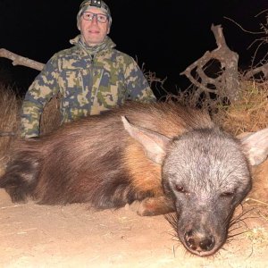 Brown Hyena Hunt South Africa