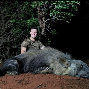 Brown Hyena Hunt South Africa