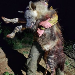 Brown Hyena Hunt South Africa