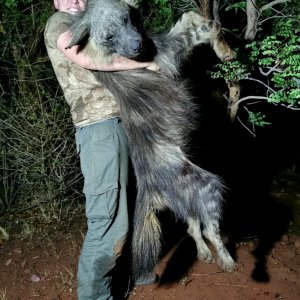 Brown Hyena Hunt South Africa