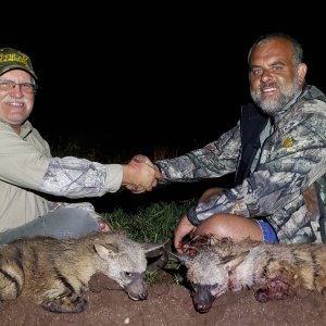 Aardwolf Hunting