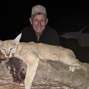 Caracal Hunt South Africa