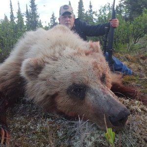 North American Brown Bear Hunt