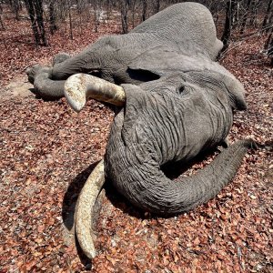 Elephant Hunt Botswana