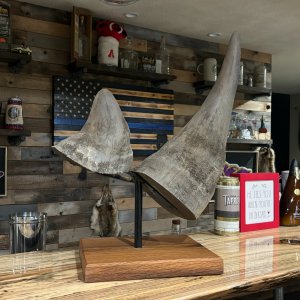 Media 'Rhino Horn Mount' in category 'Taxidermy & Trophy Room'