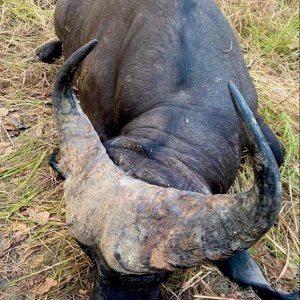 Western Buffalo Hunt Cameroon