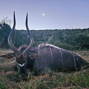 Nyala Hunt Eastern Cape South Africa