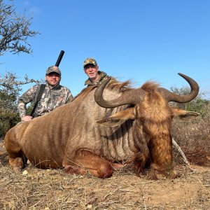 Golden Wildebeest Hunt Eastern Cape South Africa