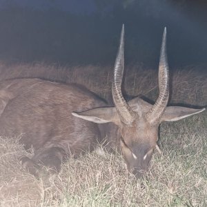 Bushbuck Hunt Eastern Cape South Africa