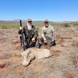 Warthog Hunt Eastern Cape South Africa