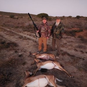 Springbok Cull Hunt Eastern Cape South Africa