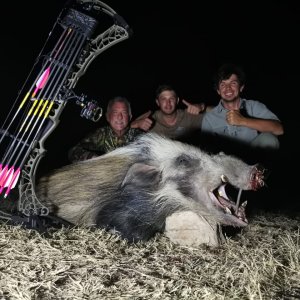 Bushpig Bow Hunt Success