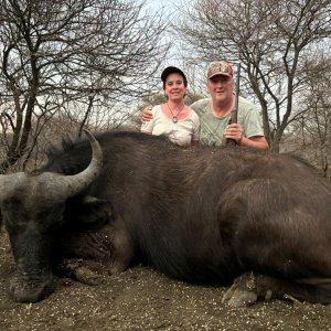 Buffalo Cow Hunt South Africa