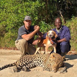 Leopard Hunt Mozambique