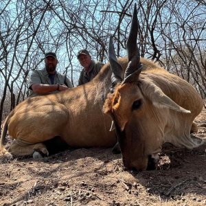 Cape Eland hunt North West Province