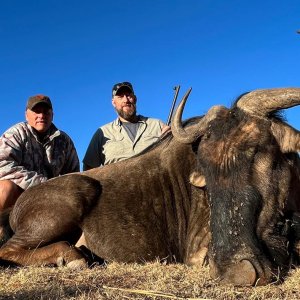 Blue Wildebeest hunt, NW Province