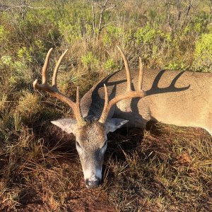 Whitetail Deer Hunt Texoma