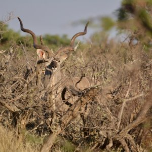 Kudu Kalahari South Africa