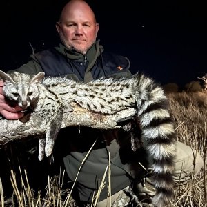 Spotted Genet Hunt Eastern Cape South Africa