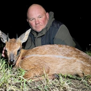 Cape Grysbok Hunt Eastern Cape South Africa