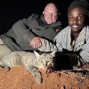 African Wildcat Hunt Eastern Cape South Africa