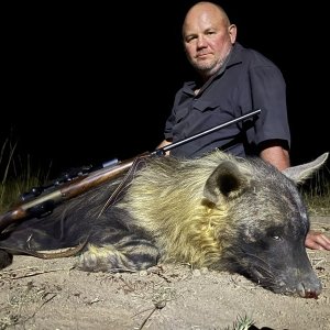 Brown Hyena Hunt Eastern Cape South Africa