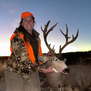 Mule Deer Hunt Colorado