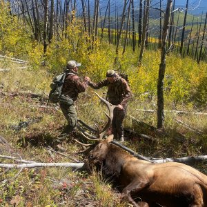 Elk Bow Hunt Colorado