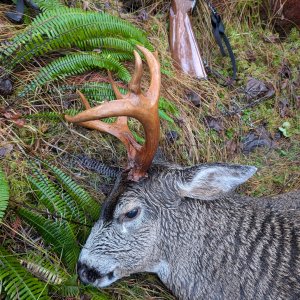 Sitka Blacktail Deer Hunt  Prince of Wales Island