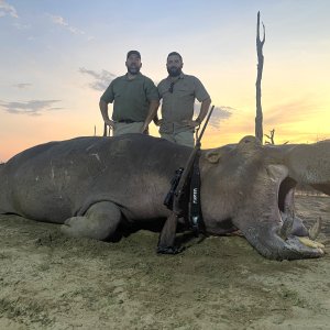 Hippo Hunt Zimbabwe