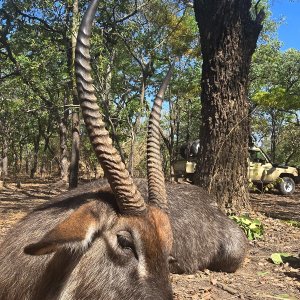 Waterbuck Hunt Takeri Reserve Zambia