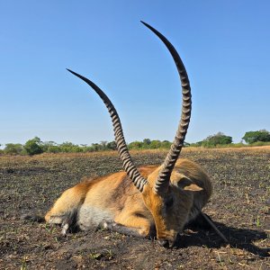 Lechwe Hunt Takeri Reserve Zambia